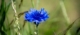 Kasmír zafír búzavirág kék
