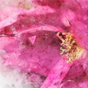 Álomgyűrű rózsaszínben